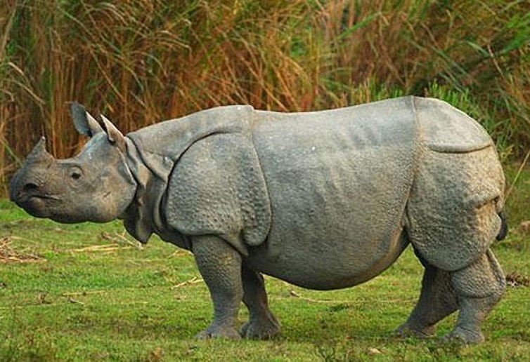 चितवन राष्ट्रिय निकुञ्जको बाघमारा पोष्ट नजिकै  दुई वर्षको गैँडा मृतावस्थामा फेला
